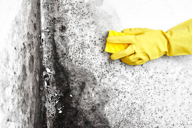 Best Black Mold Removal  in Avondale, PA
