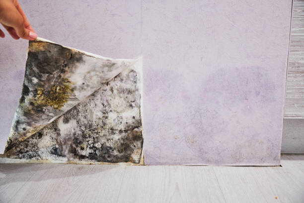 Best Mold Removal and Inspection  in Avondale, PA